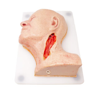 Lifelike Biotissue Carotid Artery Head Simulator