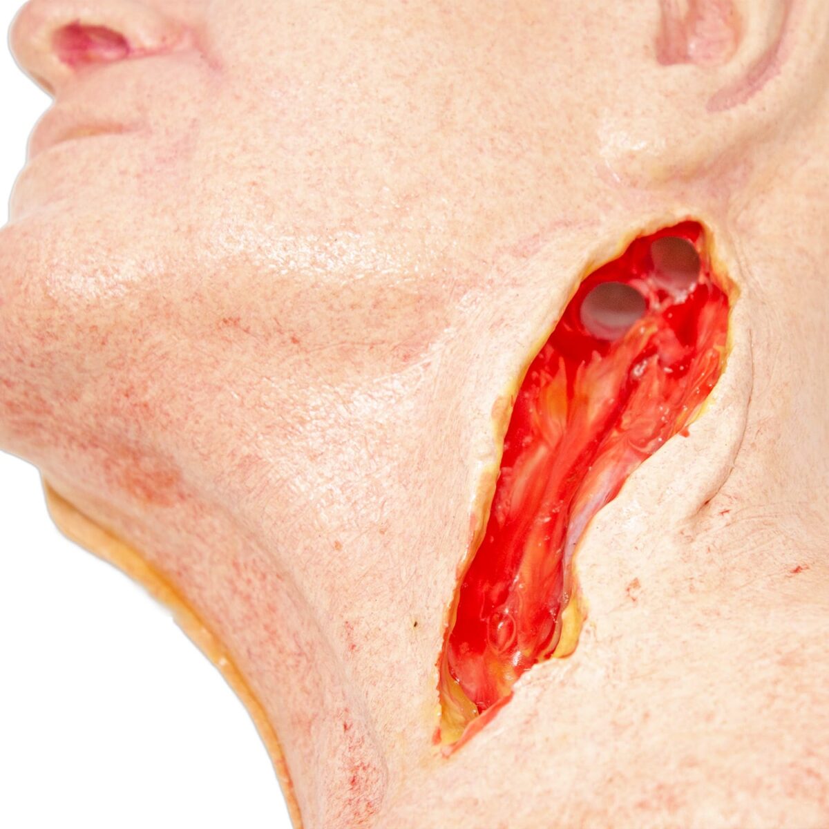 Lifelike Biotissue Carotid Artery Head Simulator