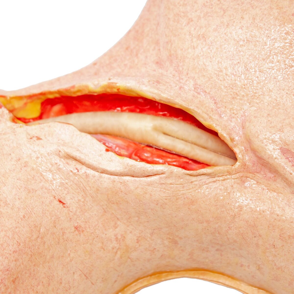 LifeLike Carotid Head Simulator - Image 3