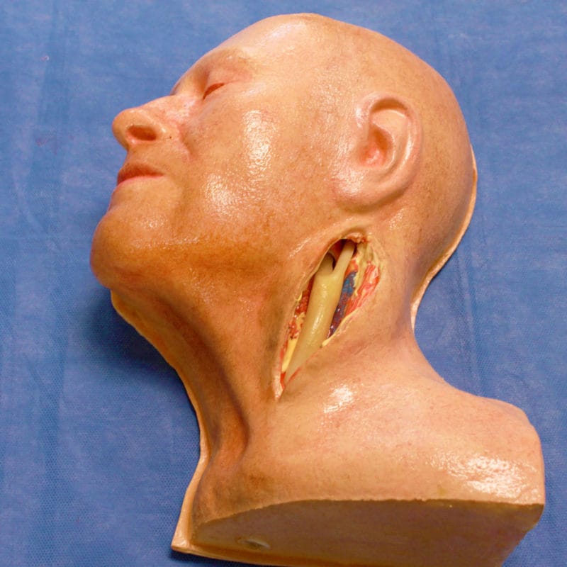 LifeLike Carotid Head Simulator LifeLike BioTissue lifelike-carotid-head-simulator-lifelike-biotissue
