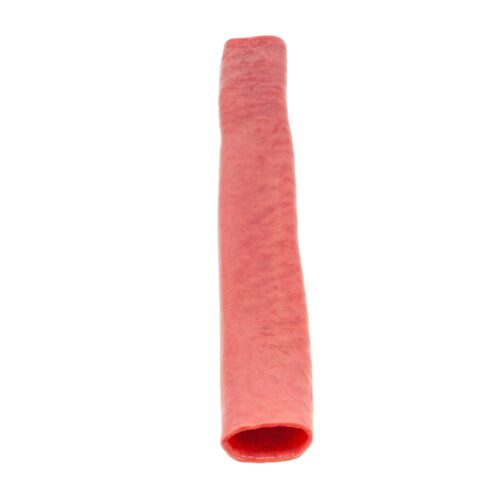 Lifelike Biotissue Double Layer Bowel