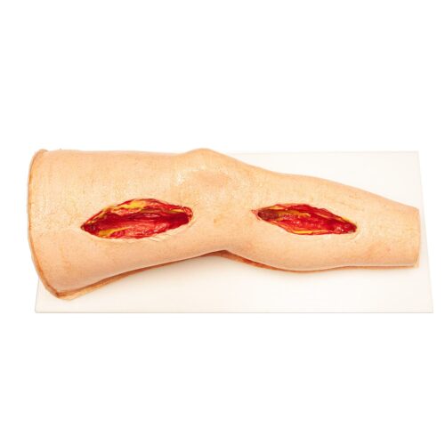 Lifelike Biotissue Short Femoral Leg Simulator