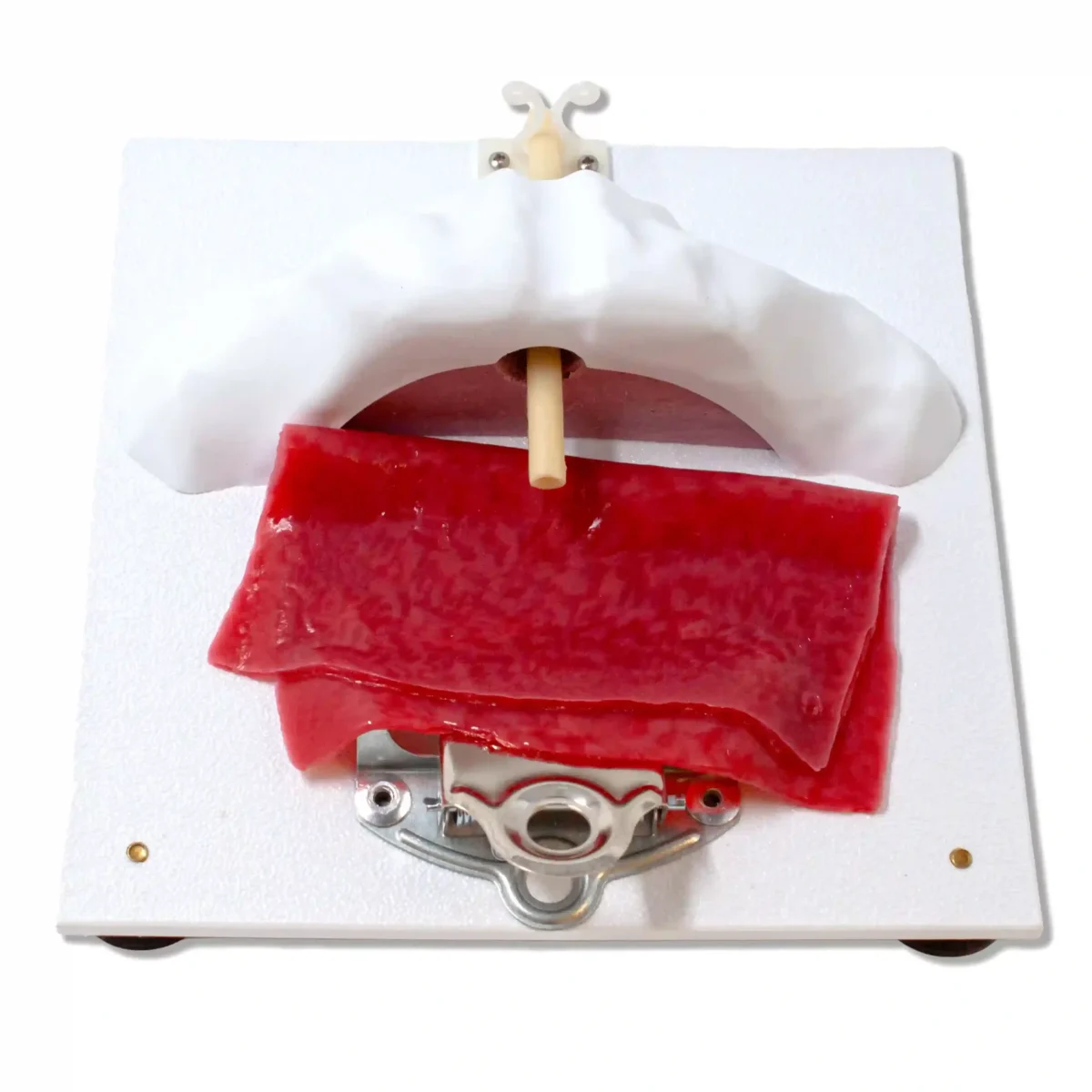 Vesico-Urethral Holder with Tissues