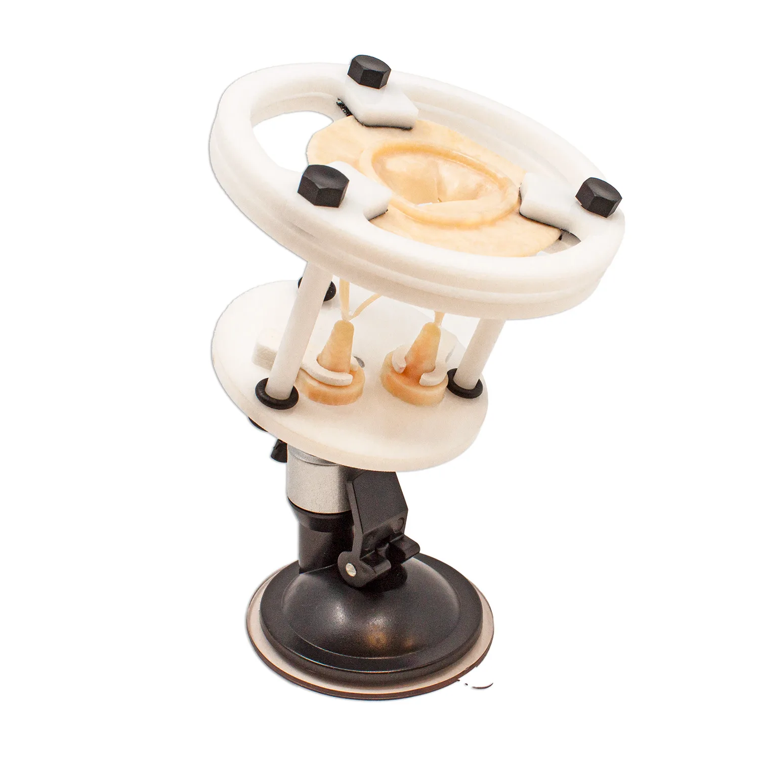 Lifelike Biotissue Adjustable Mitral Valve Base