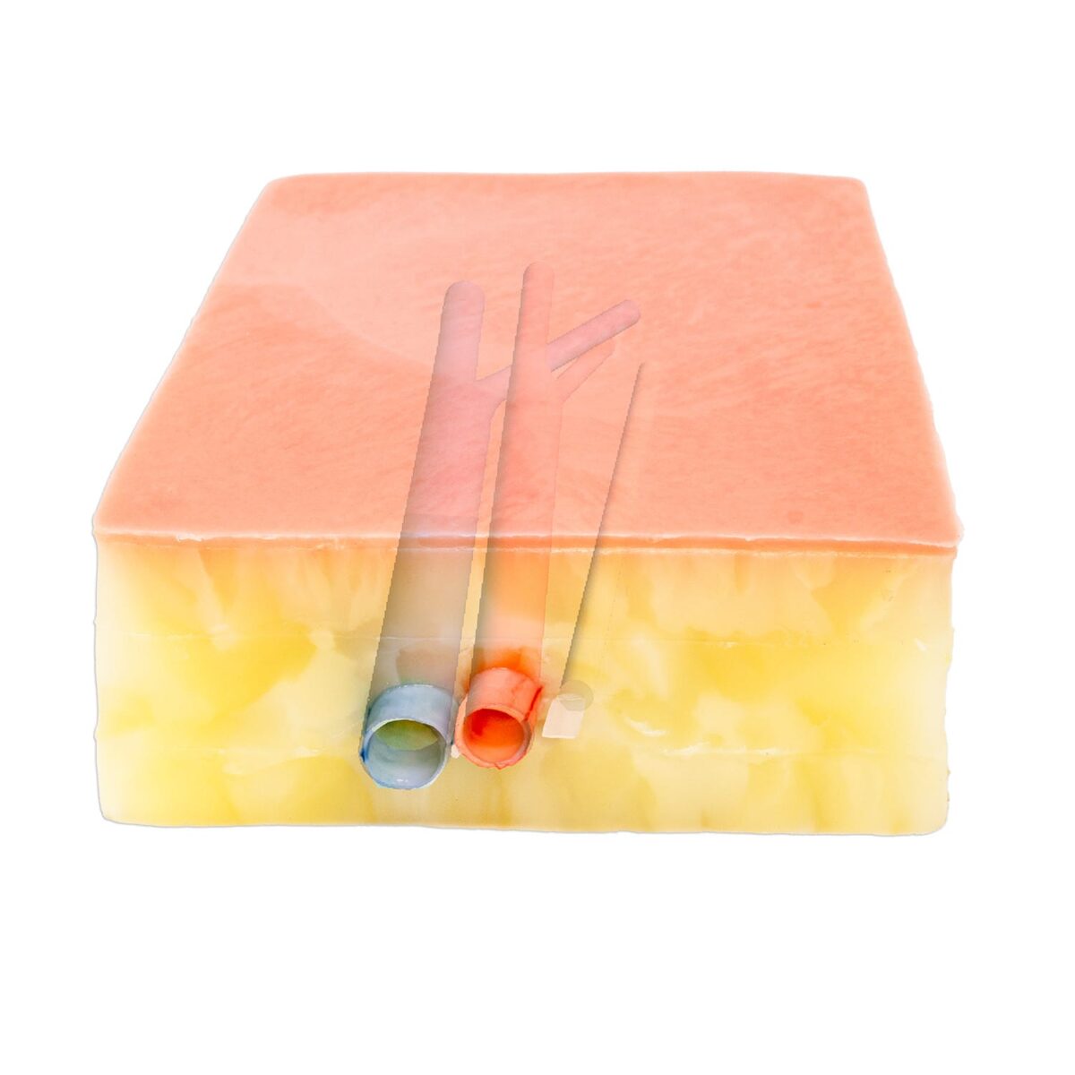 Embedded Femoral Groin Model - Image 5