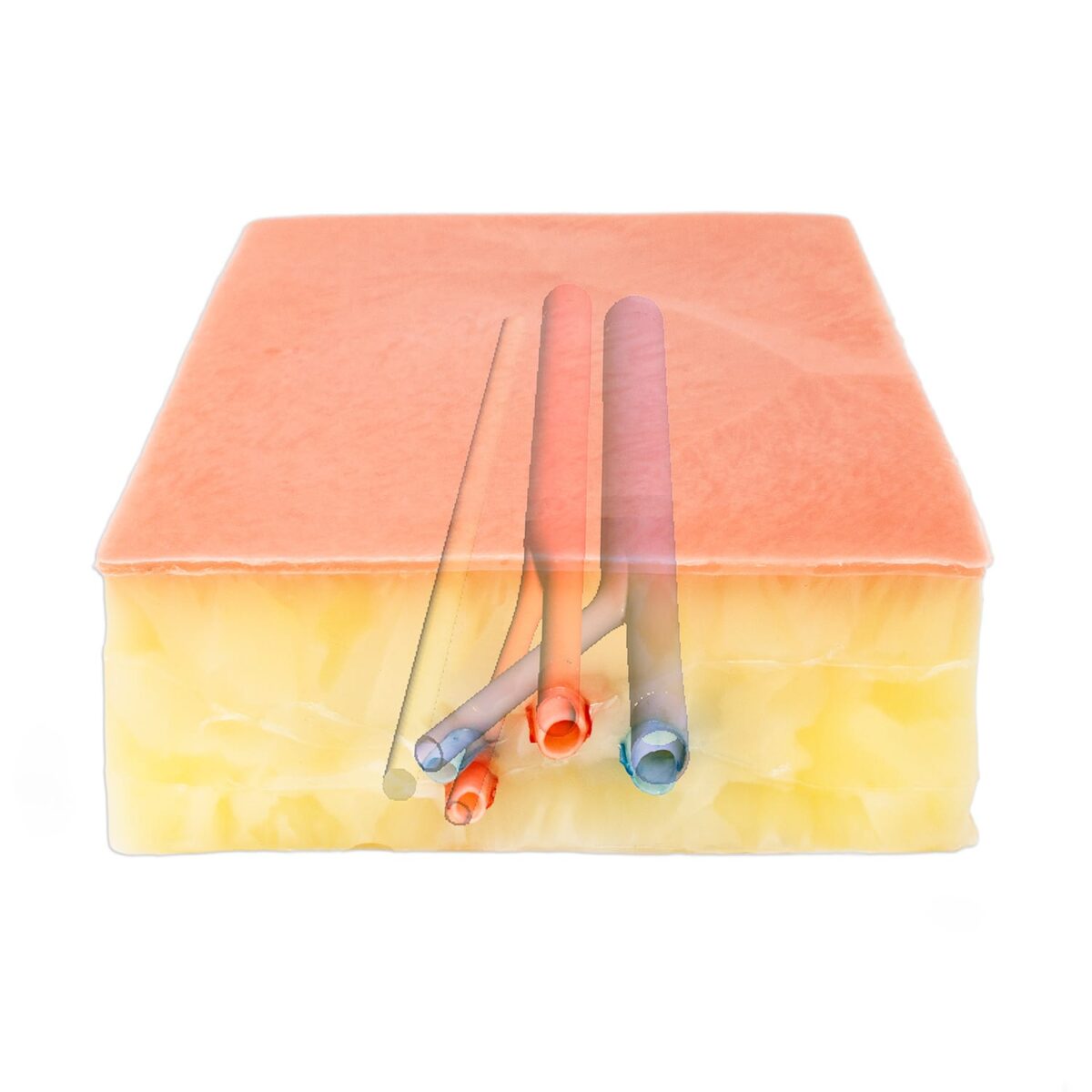 Embedded Femoral Groin Model