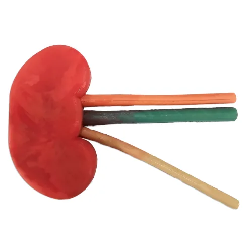 Kidney Model