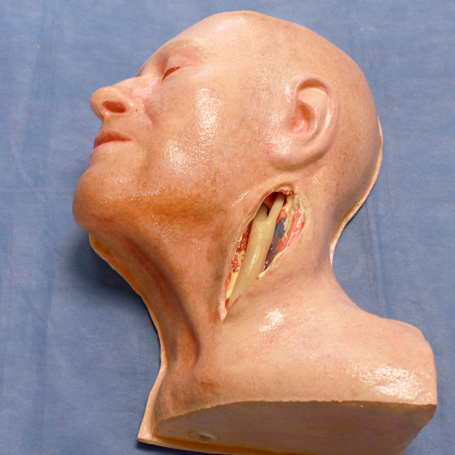Carotid Head Simulator with Artery